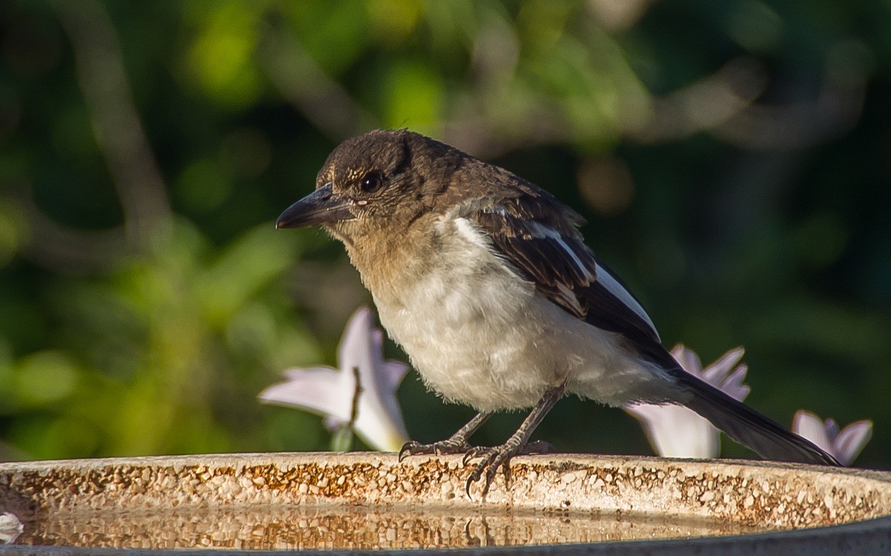 备用公寓伯劳鸟叫声,butcherbird,年轻