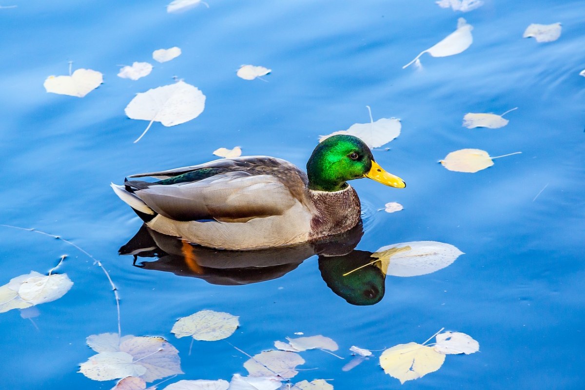 水中的一只绿头鸭免费图片