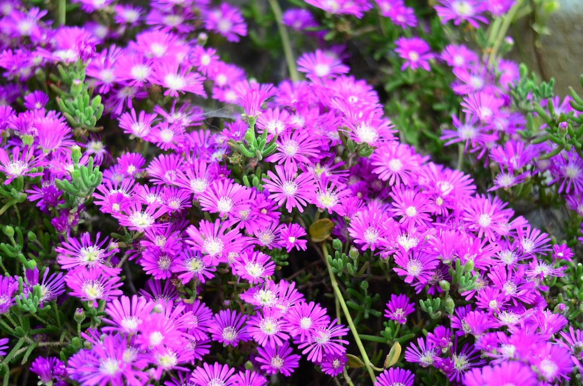紫色的菊科花朵免费图片