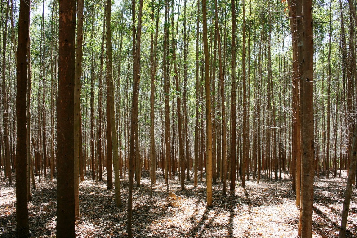 桉树林,树木,抽象