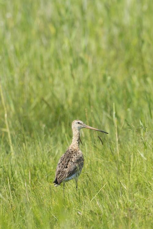 Taylor Swift, Lionel Messi, Jay-Z and Trump among big names at Super Bowl