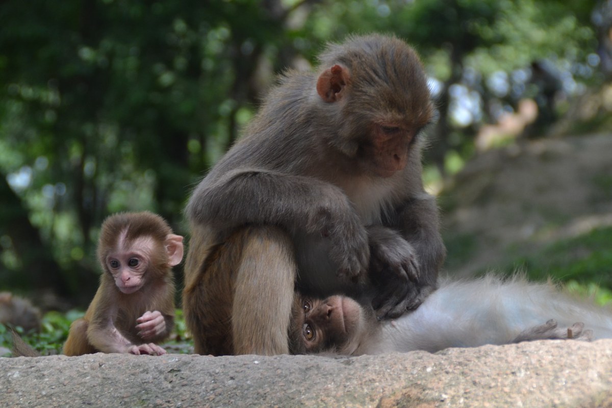 智慧猴妈妈不顾生娃的劳累，吃食物的同时还给新生猴娃展示一下_哔哩哔哩_bilibili