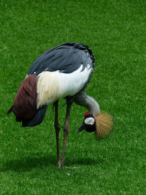 草地上的灰冠鹤