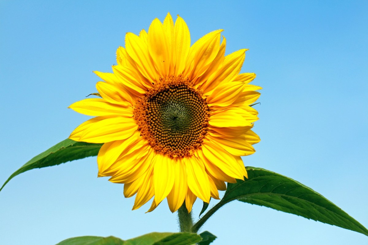 向日葵、花、黄色免费图片