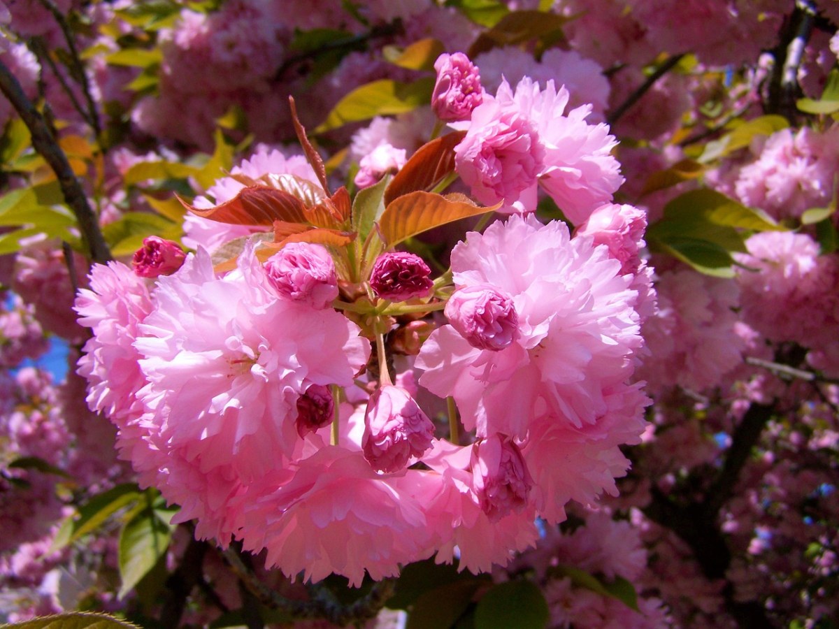 粉色观赏樱花免费图片