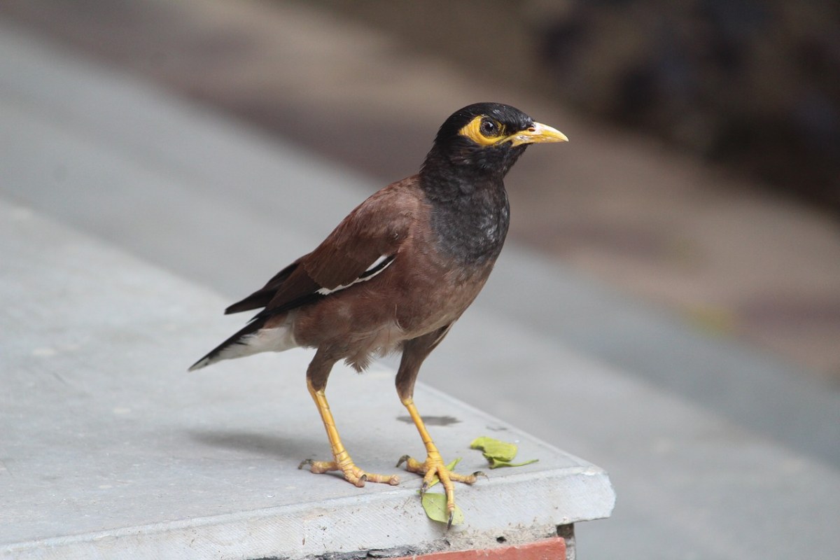 八哥,鸟,acridotheres,tristis