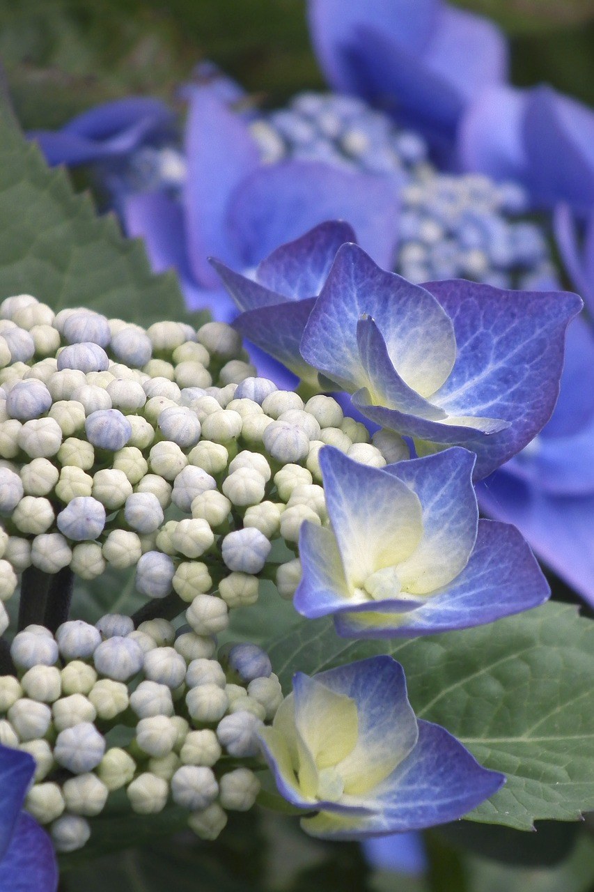 八仙花,蓝色,开花