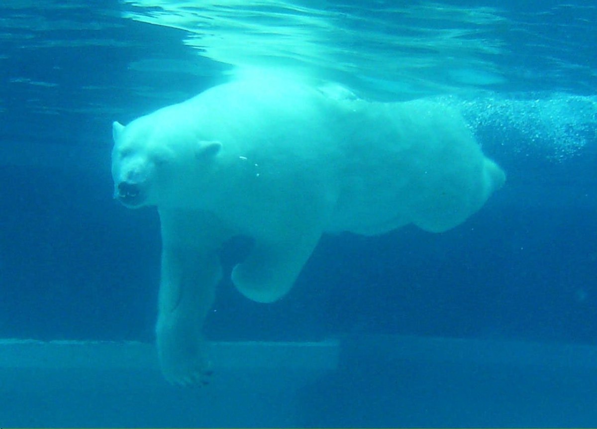 潜水的北极熊免费图片