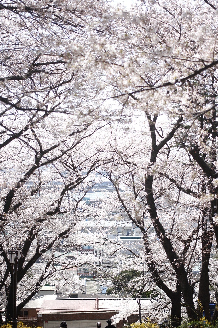 春天公园开花的樱花树免费图片