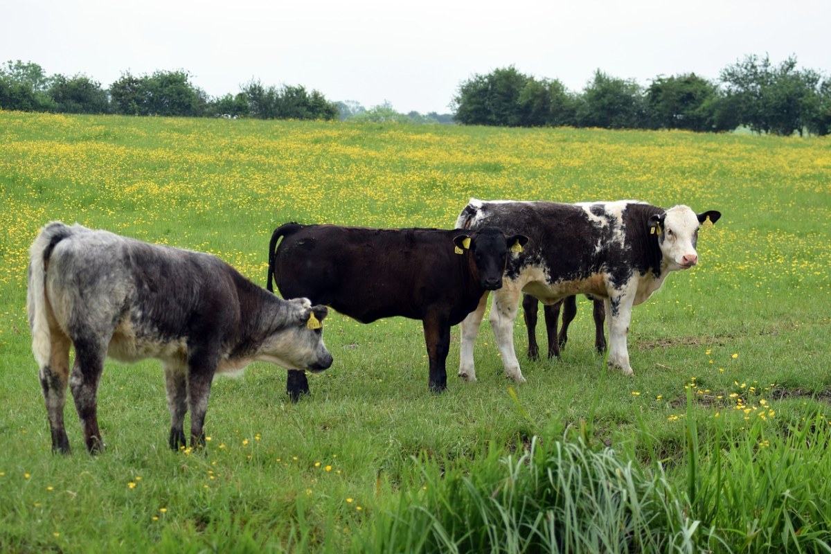 草原,牛,牛群