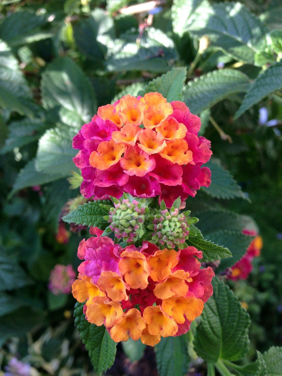 马缨丹、观赏植物、开花免费图片