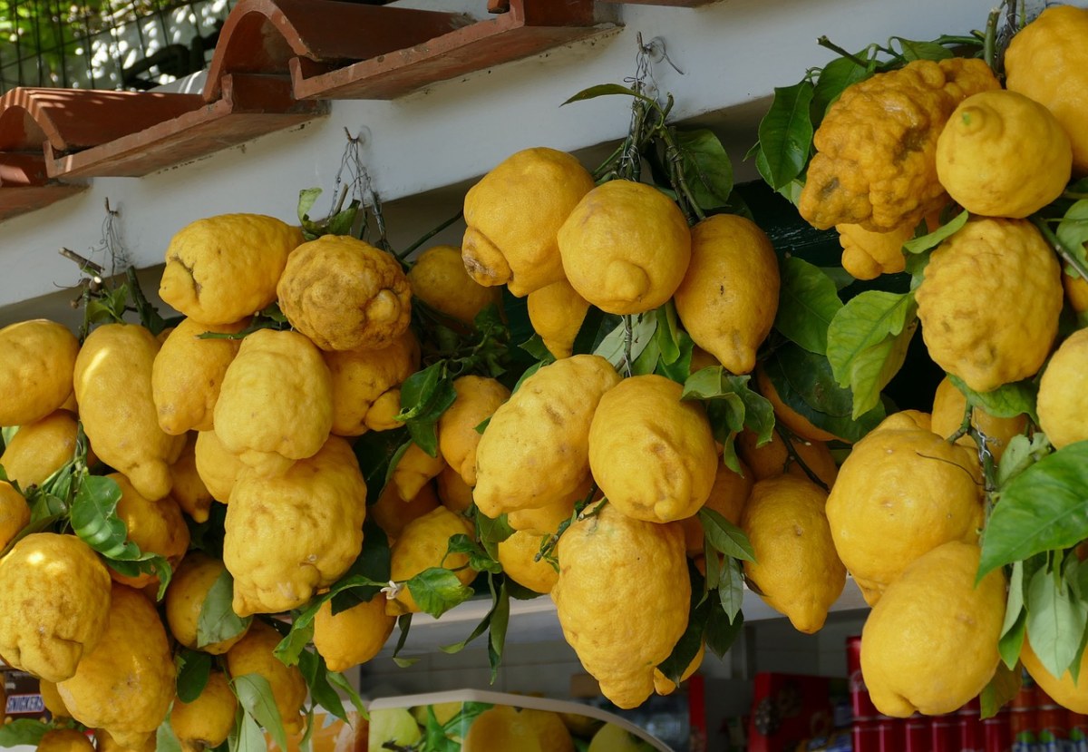 意大利Amalfi Coast阿马尔菲海岸的柠檬树！柠檬树下你和我？|柠檬树|阿马尔菲|你和我_新浪新闻