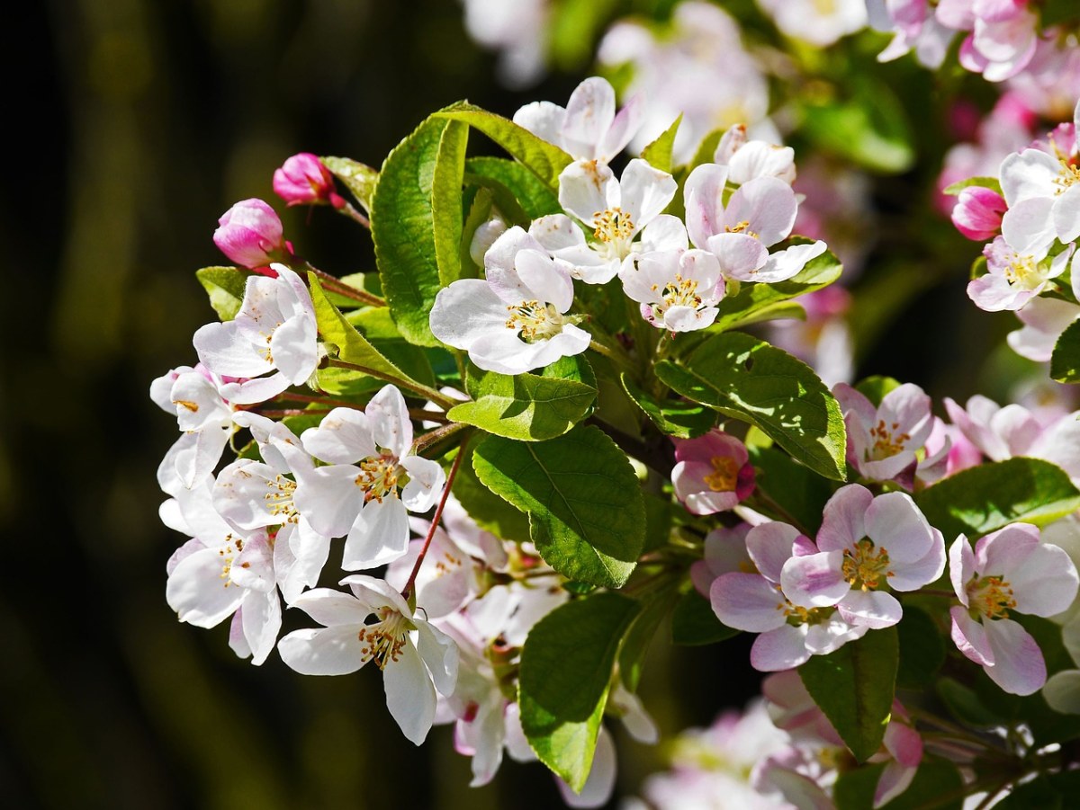 苹果树花、开花、春天、苹果花免费图片