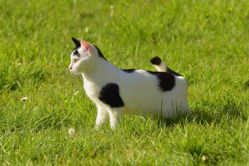 草地上的日本短尾猫