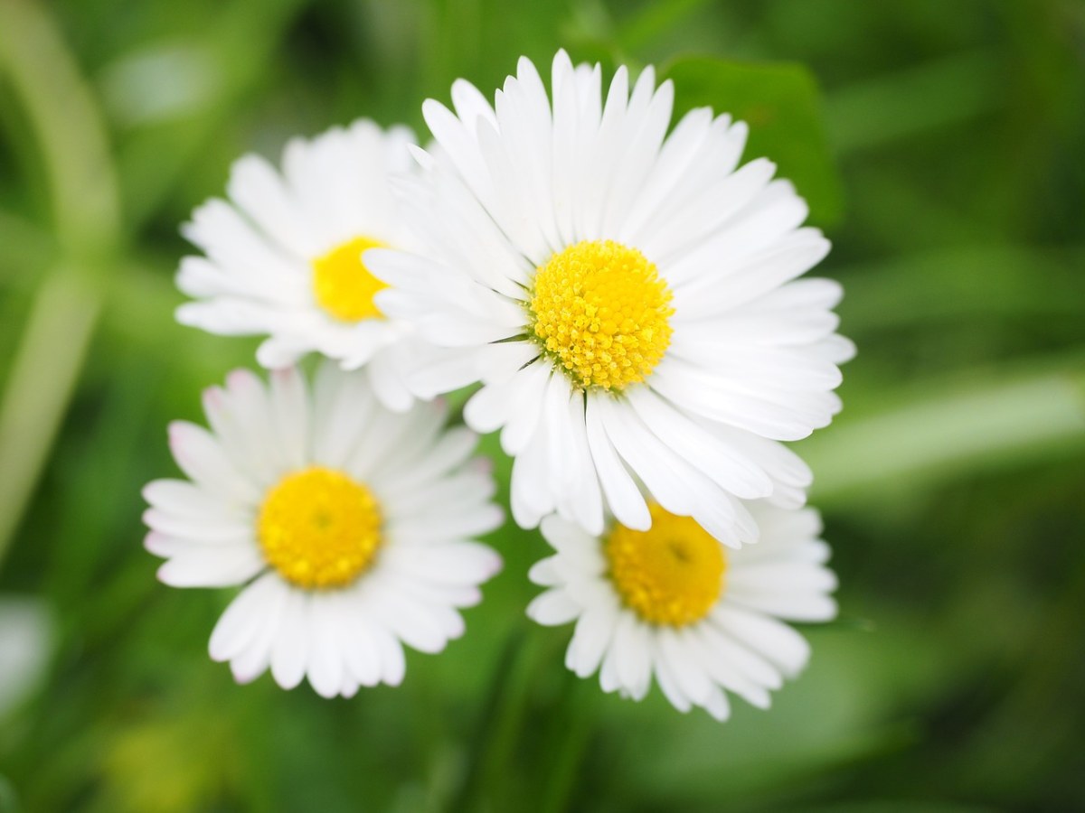 雏菊、花、开花免费图片