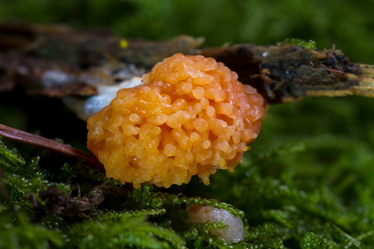 粘菌,myxomycetes,鲑鱼色粘菌,tubifera