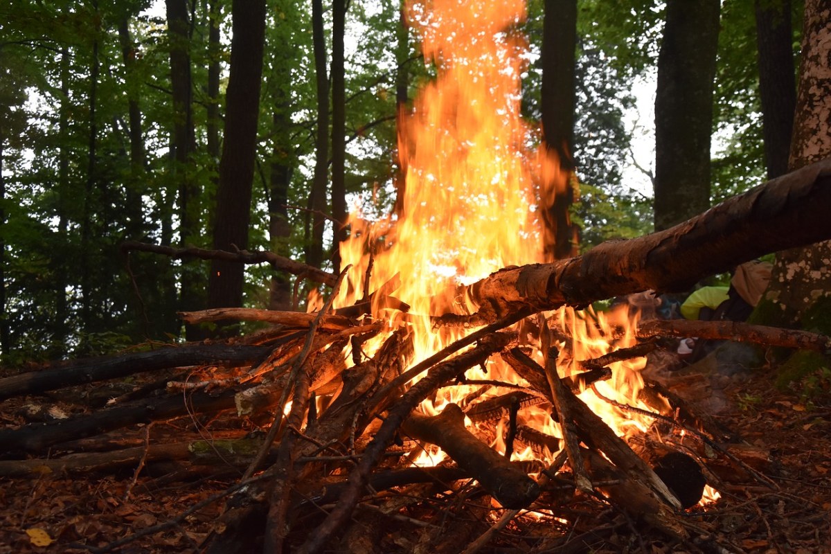 火,木,森林