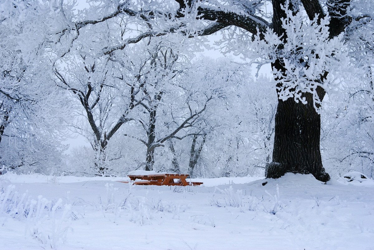 冬天、冷、雪免费图片