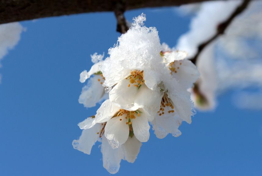 樱花,日本樱花树,开花