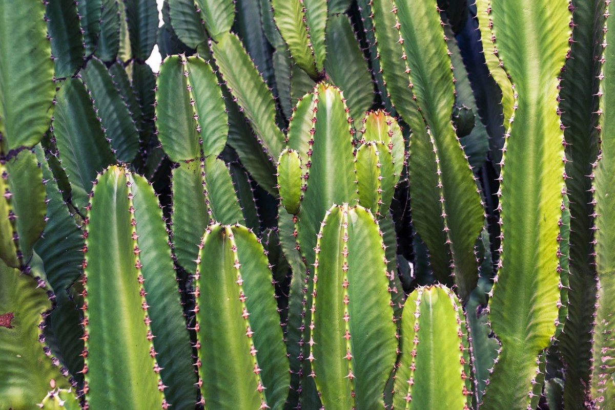 仙人掌,植物,绿色