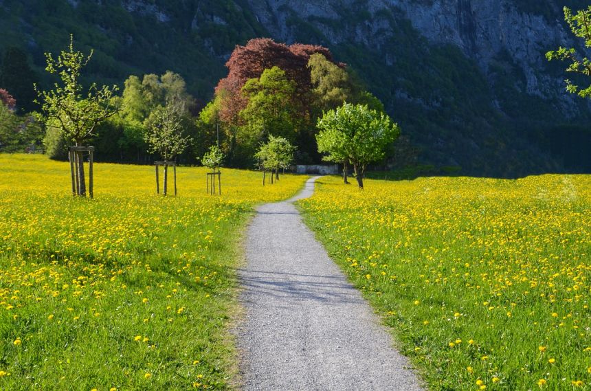 春天草地上的小花朵与道路风景