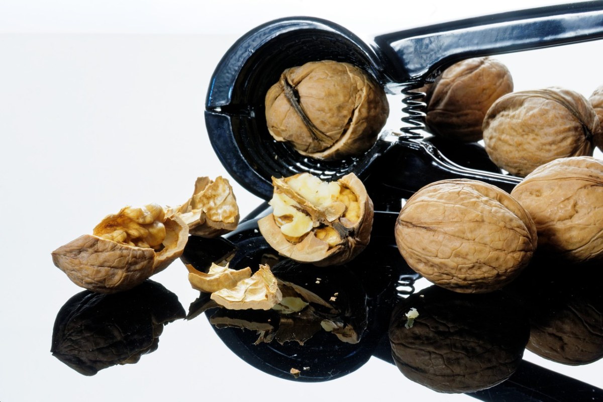 坚果,胡桃夹子,》,nutshells