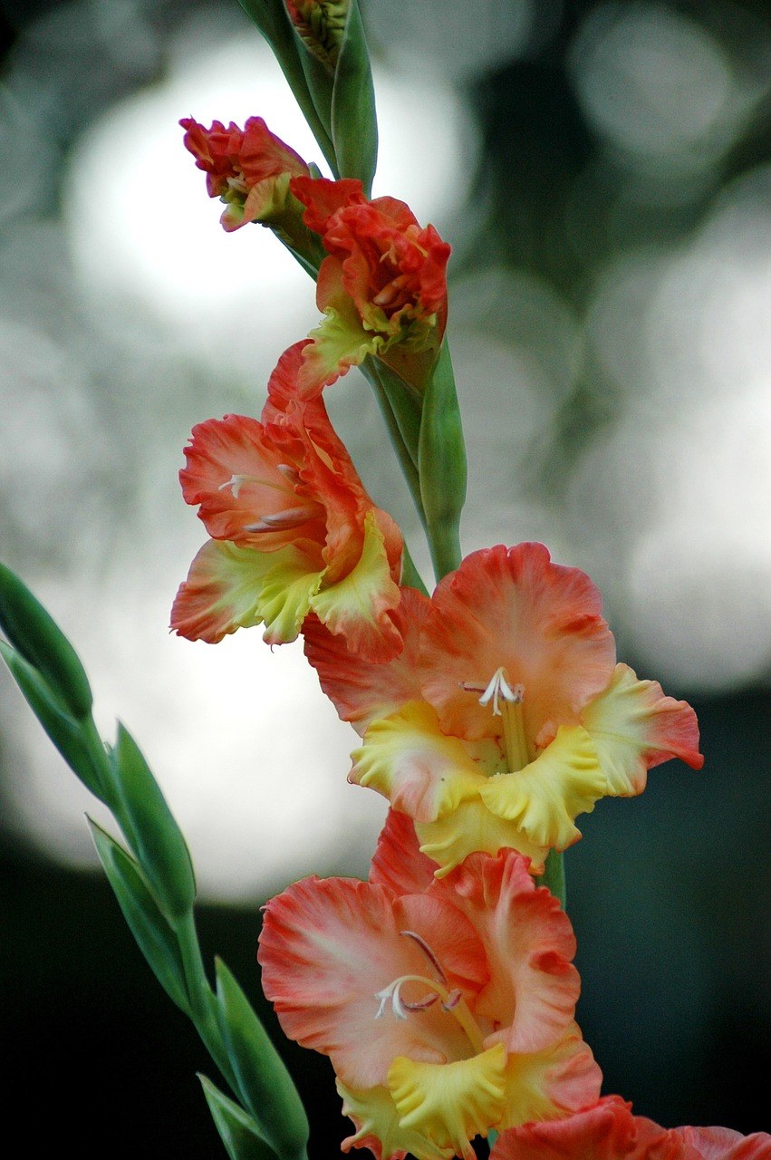 唐菖蒲、花、颜色免费图片