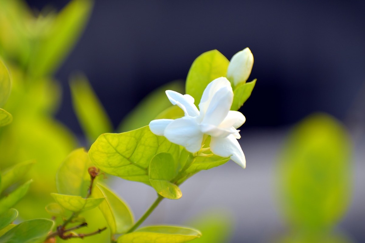 阿拉伯茉莉花,茉莉茉莉,motia