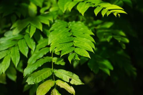 成都供卵機構-低燒不退怎么辦最新治療方法