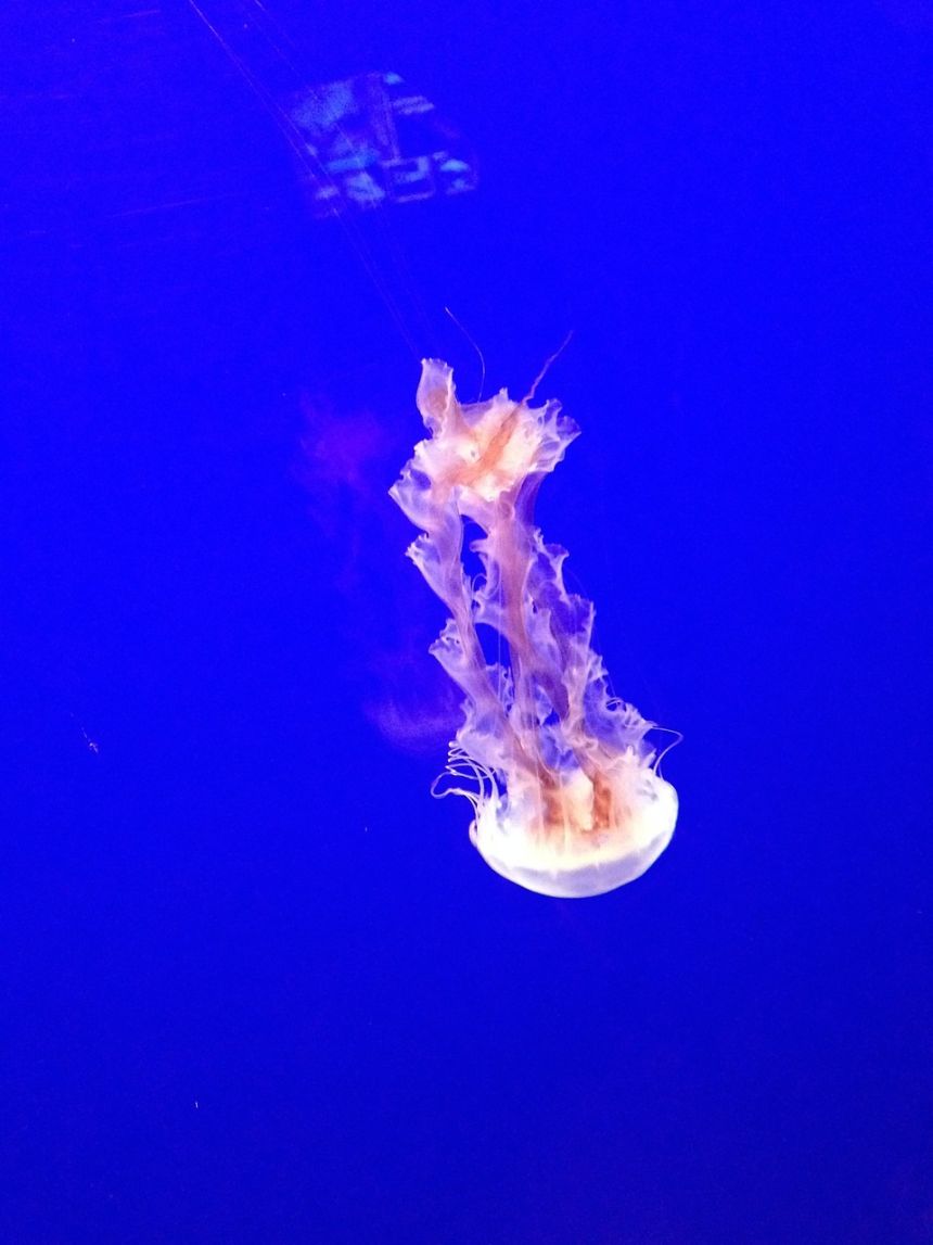 海蜇,触角,有毒