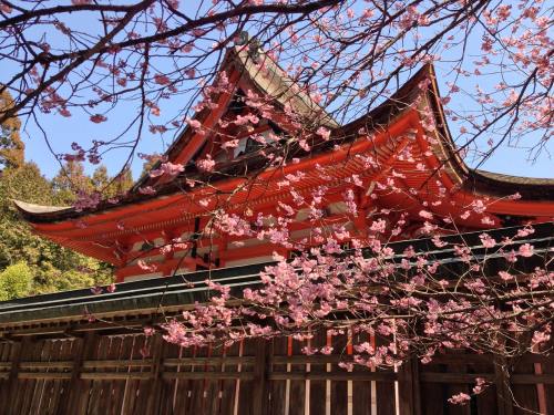 春天的日本樱花与古建筑