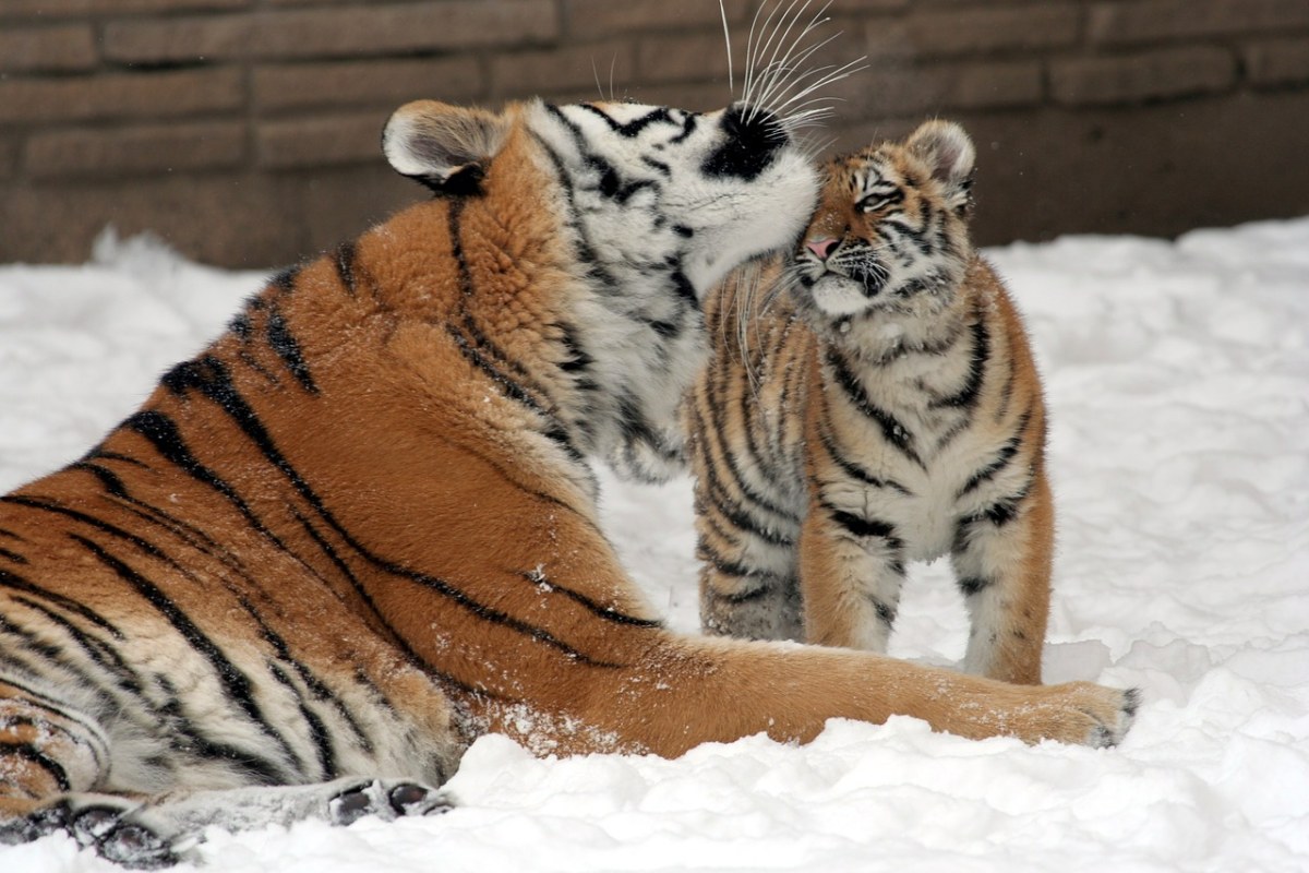 虎、母亲、幼仔免费图片