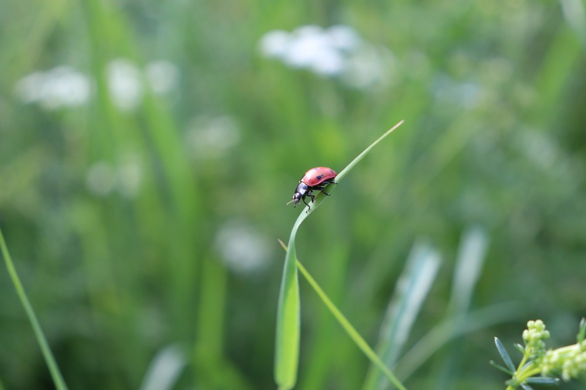 瓢虫草地昆虫