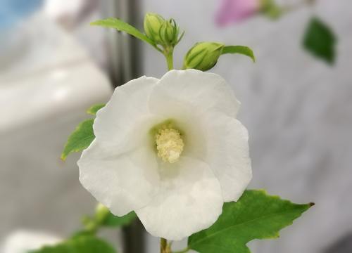 昆明捐卵機(jī)構(gòu)聯(lián)系方式-佳茵益生菌的功效和作用發(fā)病原因