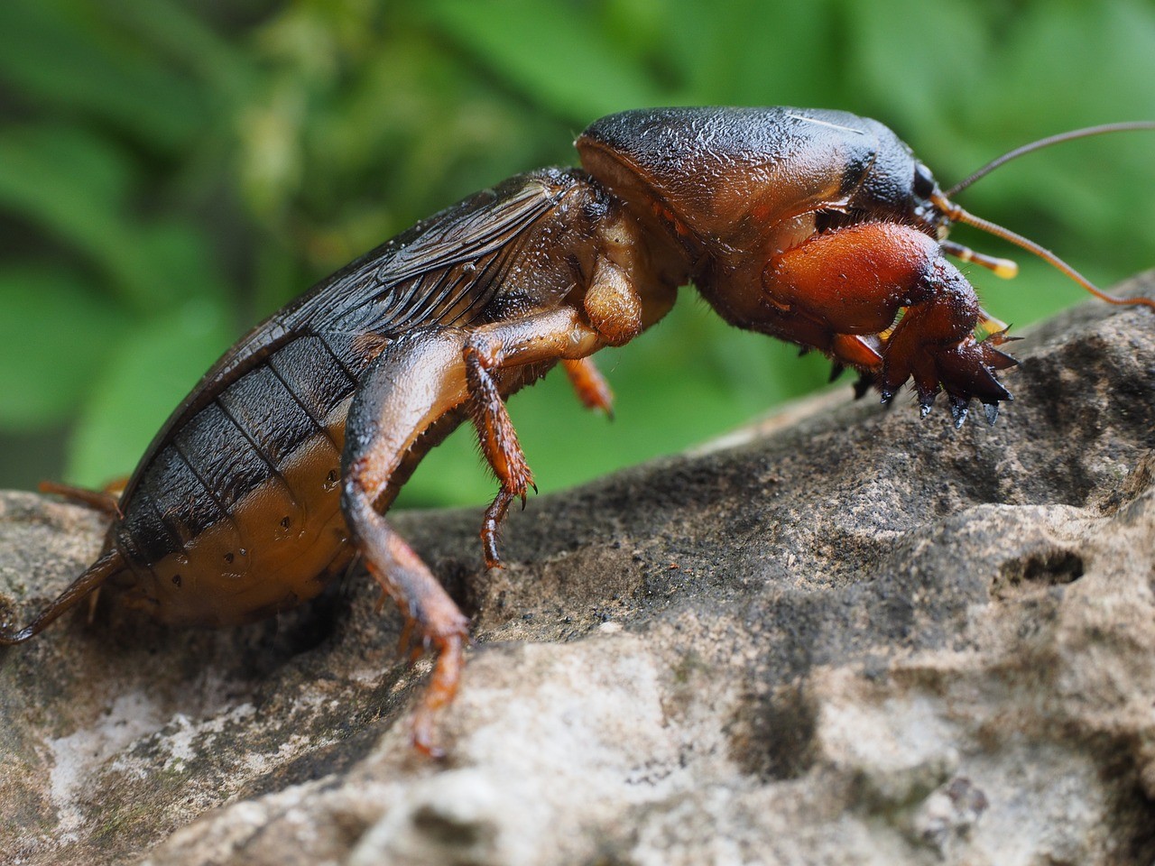 蝼蛄,gryllotalpidae,蚱蜢