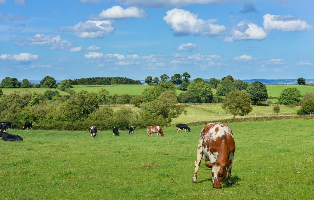 牧场草地上的奶牛牛群免费图片