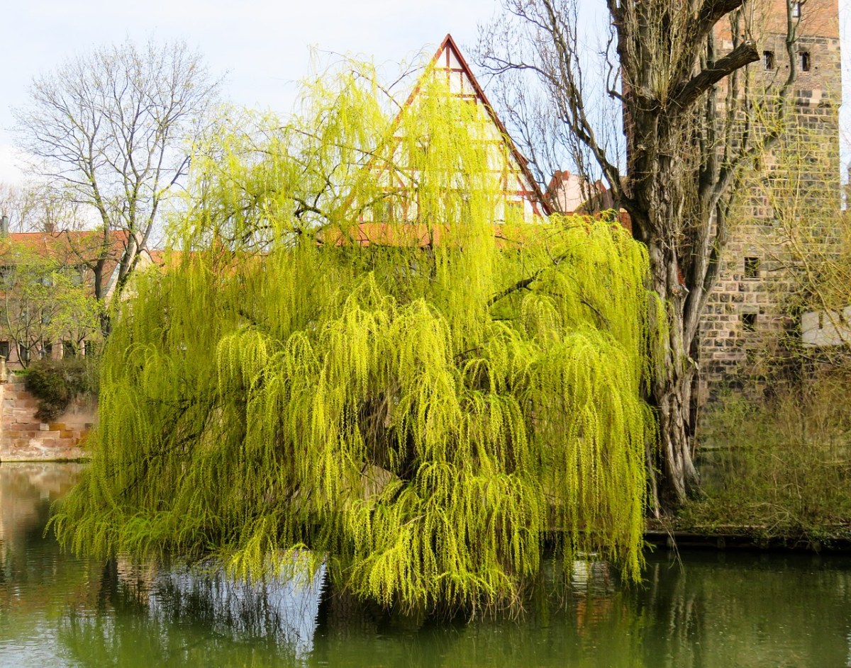 春天的垂柳柳树图片免费图片