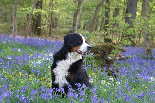 春天花丛中的一只伯恩山犬