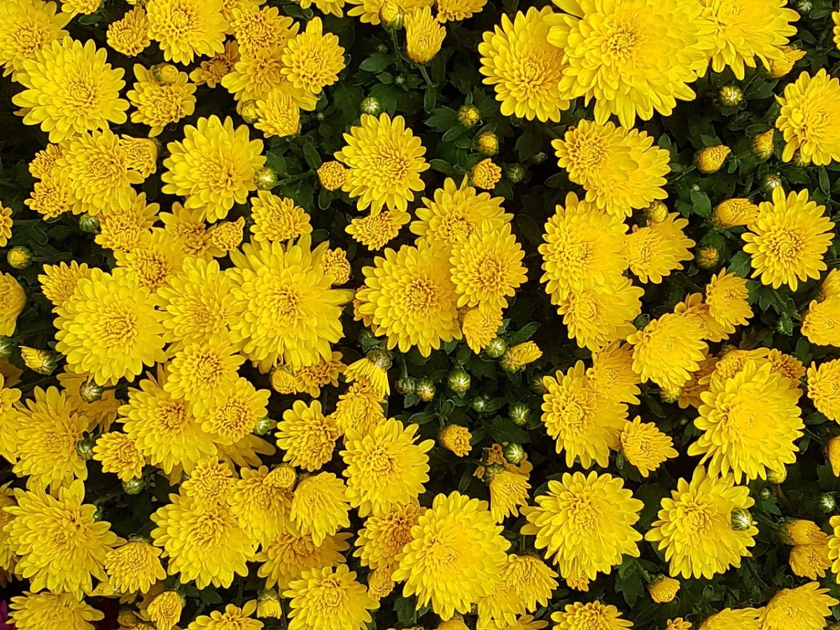 黄色的菊花背景免费图片