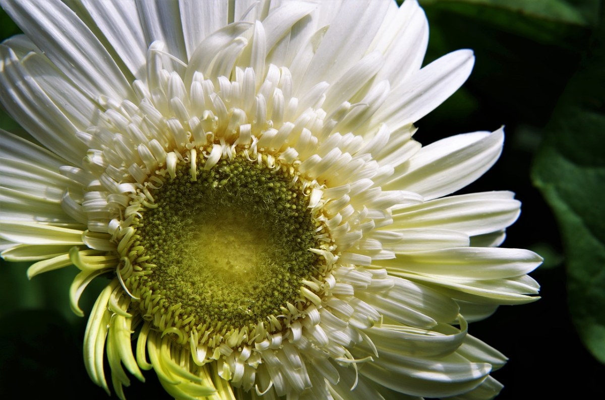 花,非洲菊