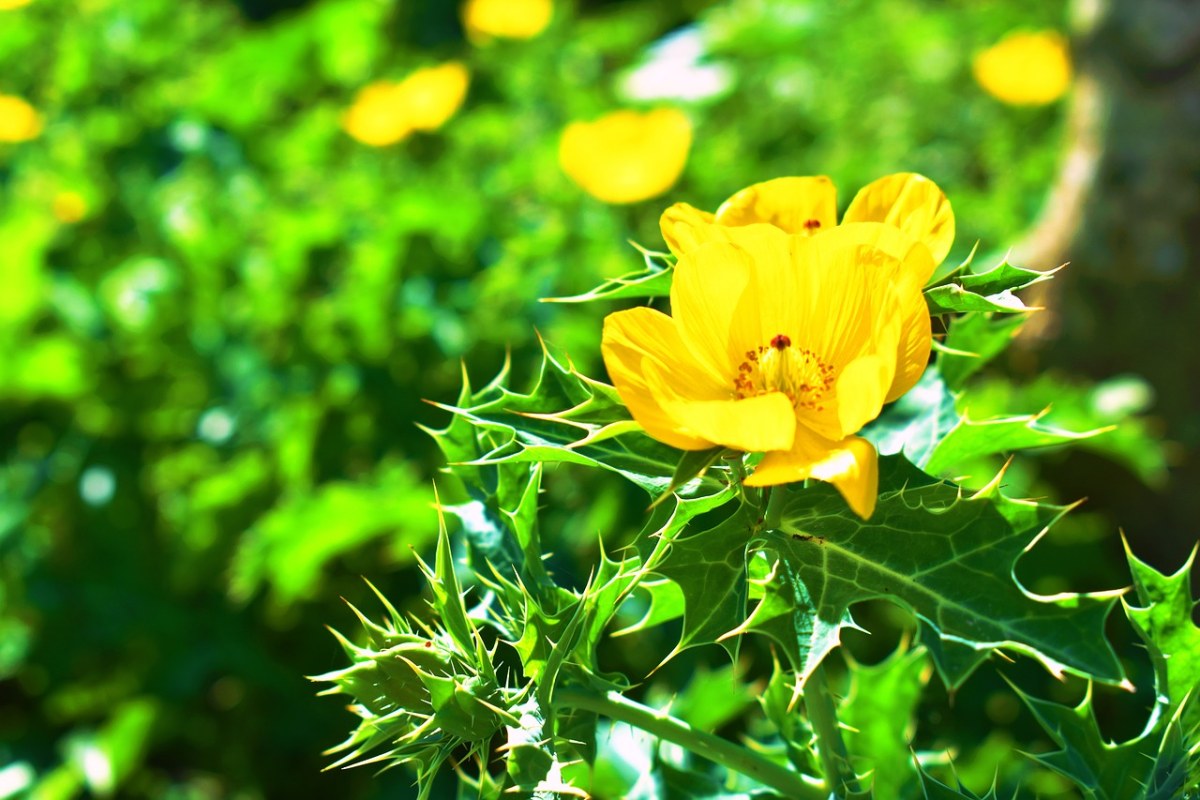 鲜花、荆棘免费图片