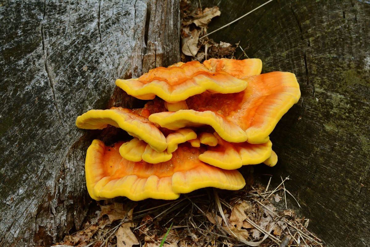 树菌、含硫量、Ovinus、硫磺菌原变种免费图片