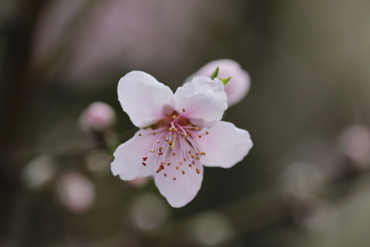 花卉,桃花树,春