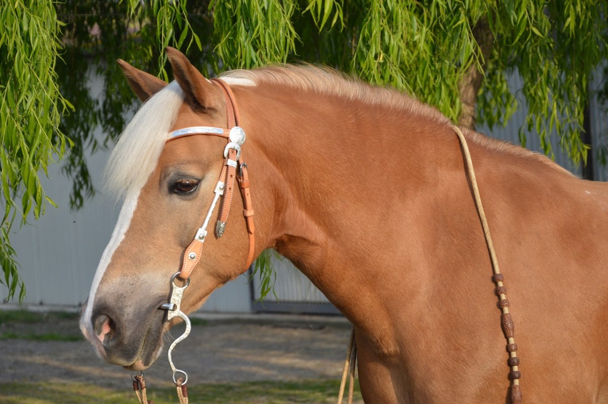 haflinger,辔头,马