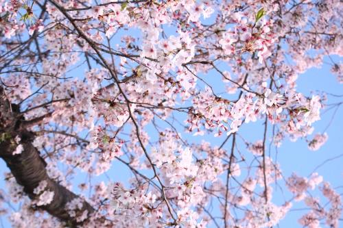 春天的樱桃树樱花盛开