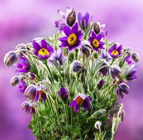 一株白头翁（老翁花）紫色花朵