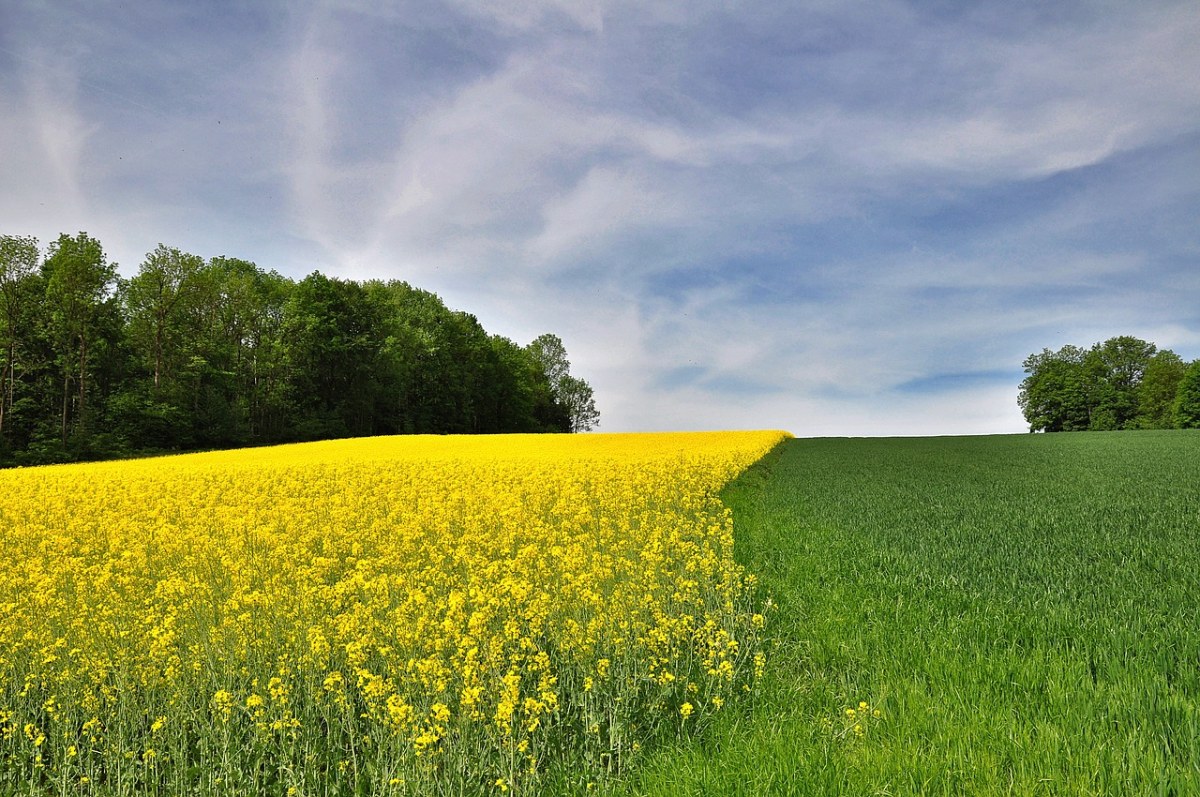 黄色油菜花田与绿色农作农业风景免费图片