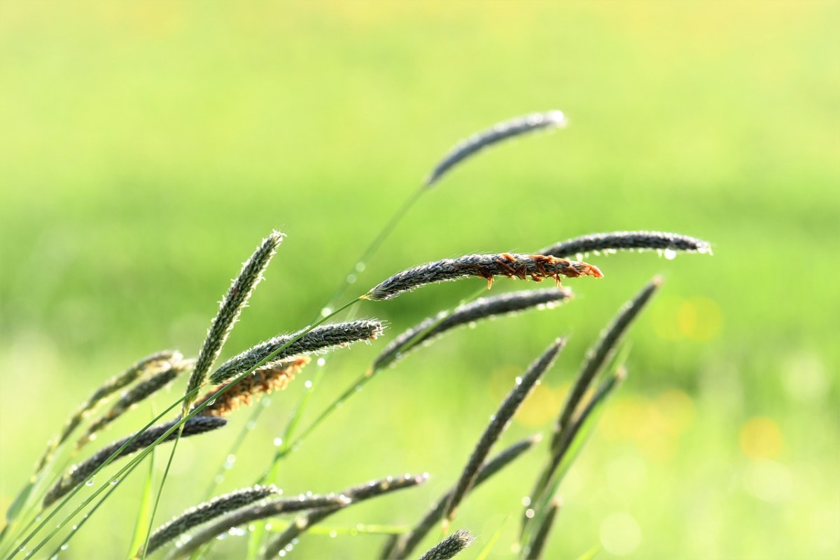 草,草地,雨滴