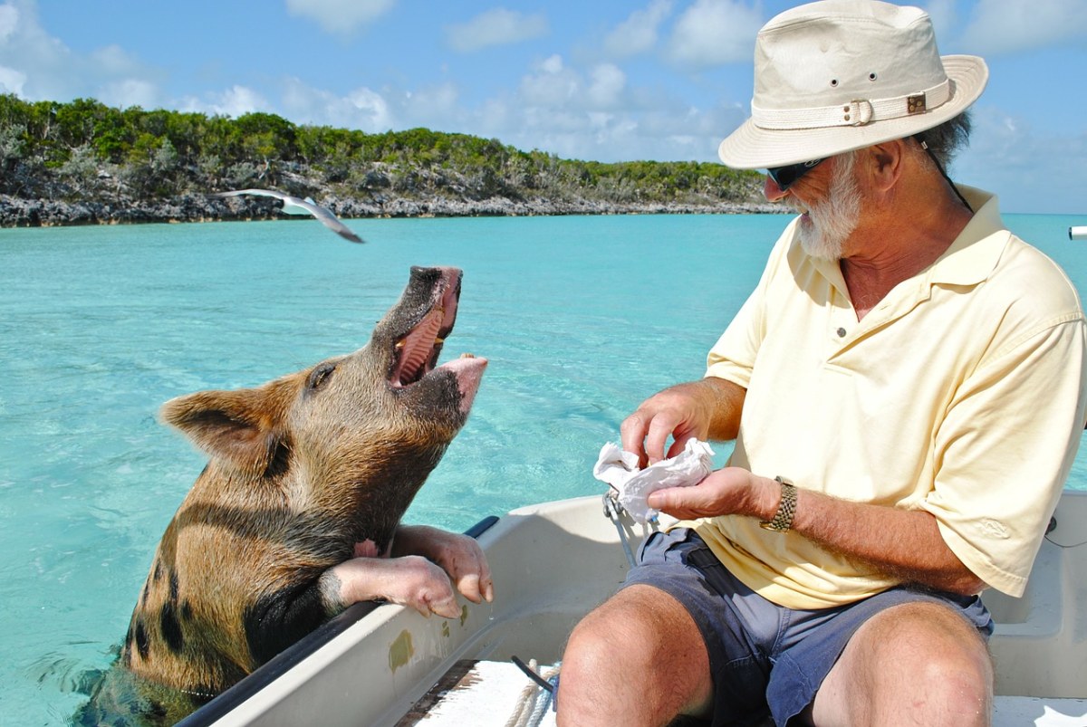 海上船上的老人与宠物猪免费图片