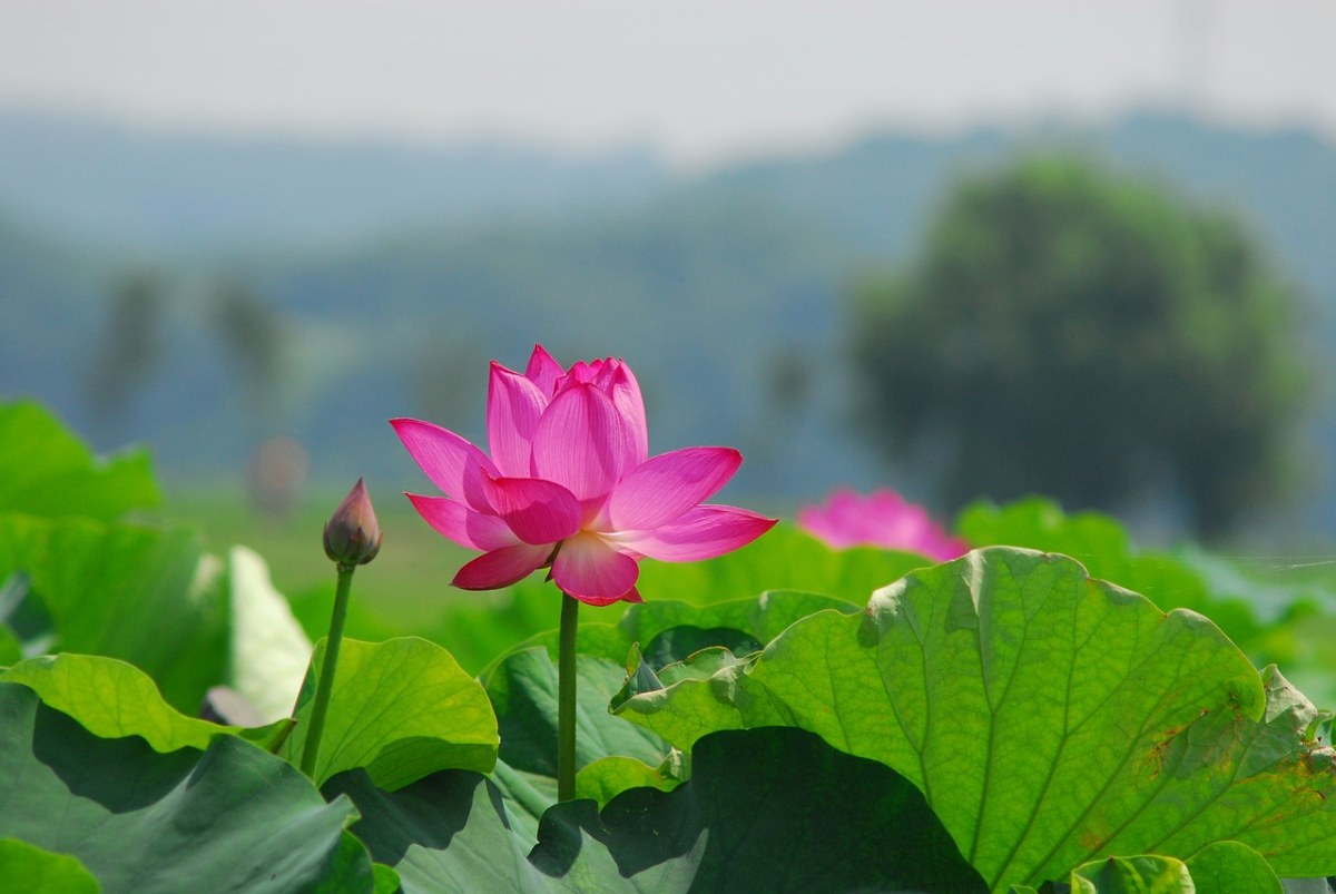 许可证:pixabay license(查看许可证) 这张关于荷花,大自然,莲花,风筝